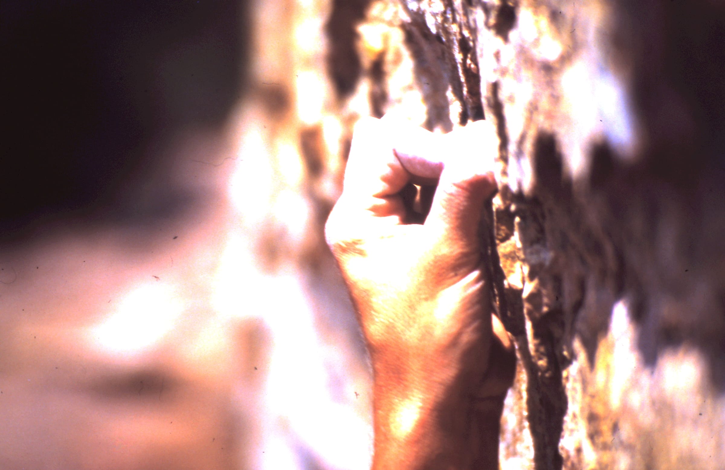 Jens Gerhardt climbing image 6